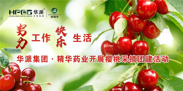 起劲事情 快乐生涯 | 华派集团&middot;必发888药业开展樱桃采摘团建活动